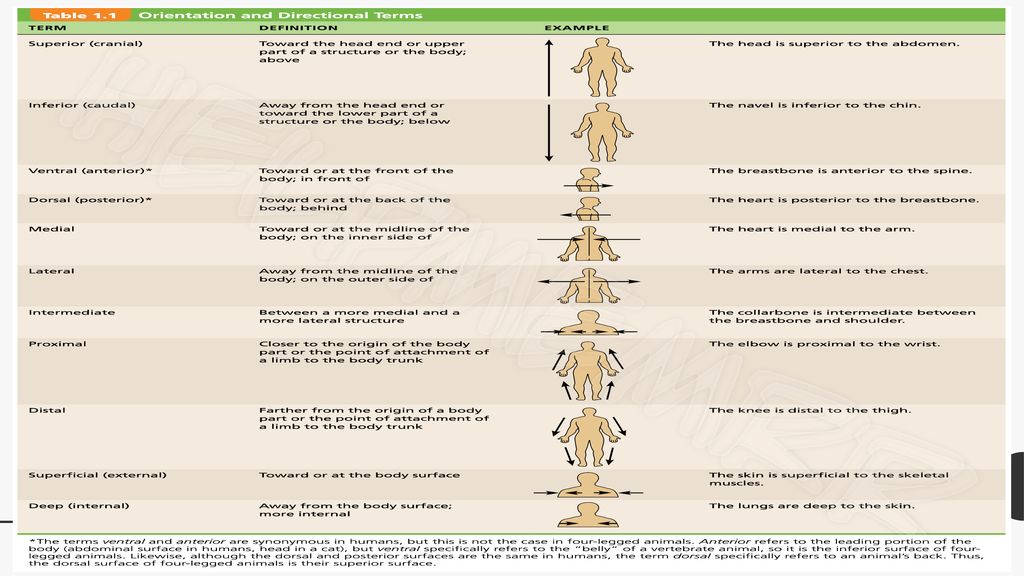 Body Planes and Anatomical Terminology - ppt download