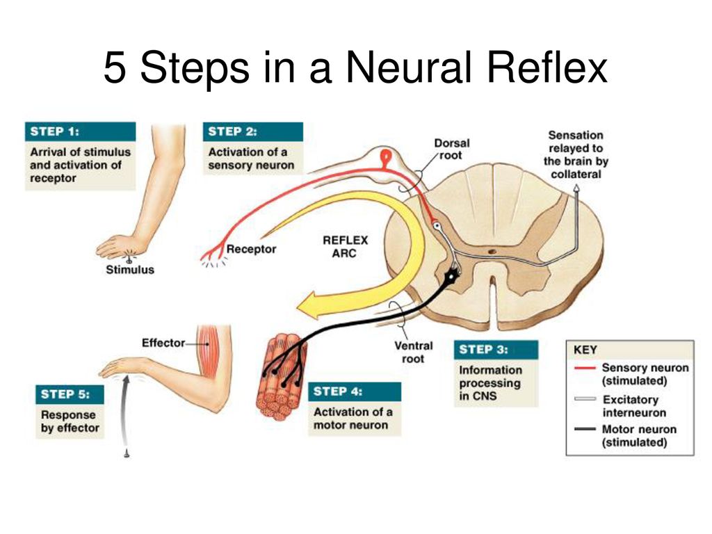 Рефлекс 30. Spinal Reflex Arc. Reflex Arc Complex. Spinal Cord simple Reflex Arc.