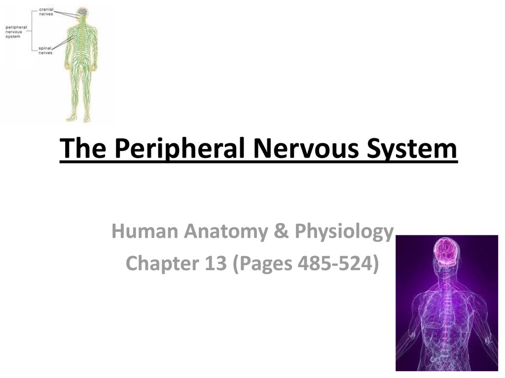 The Peripheral Nervous System - Ppt Download