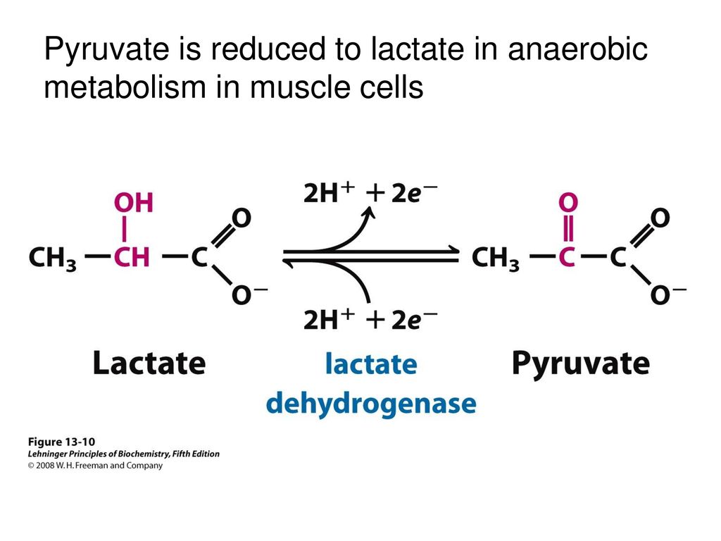 Pyruvate is reduced to lactate in anaerobic metabolism in muscle cells  FIGURE An oxidation-reduction reaction. Shown here is the oxidation. - ppt  download