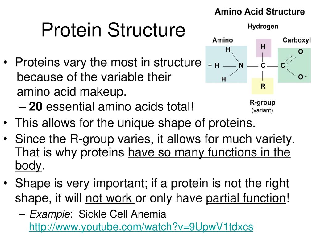 Protein Structure Proteins vary the most in structure