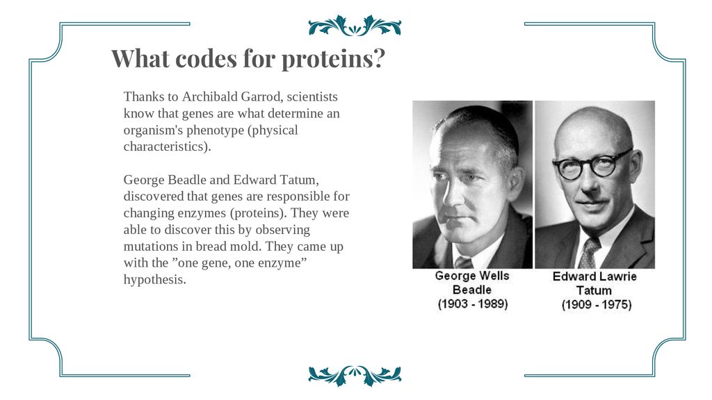 Protein synthesis by makenna mcgough ppt download