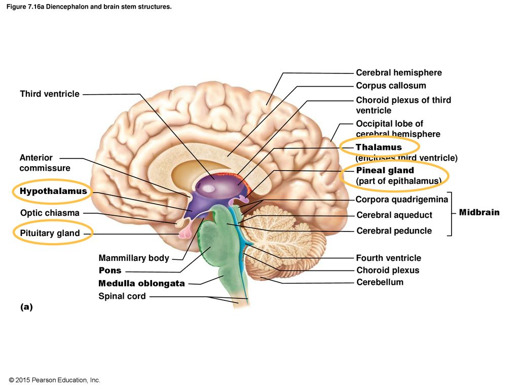 The Nervous System. - ppt download