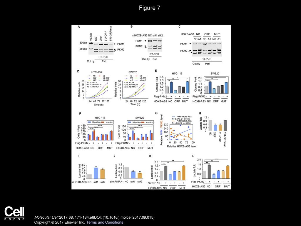 Figure 7 HOXB-AS3 Peptide Blocks the Increase of PKM2, the Decrease of PKM1, and Lactate Production Induced by hnRNP A1 Overexpression.