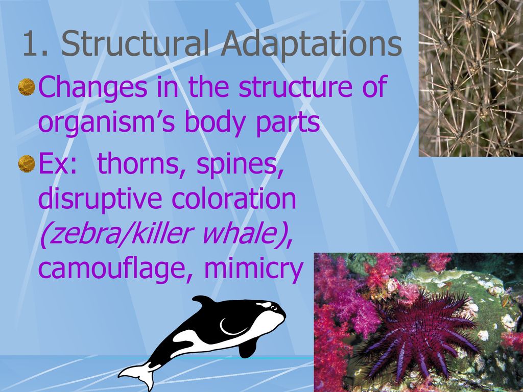 Adaptations. - ppt download