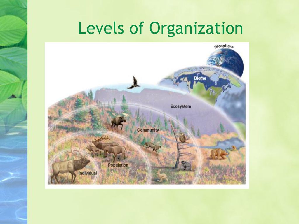 Living Things in Ecosystems - ppt download