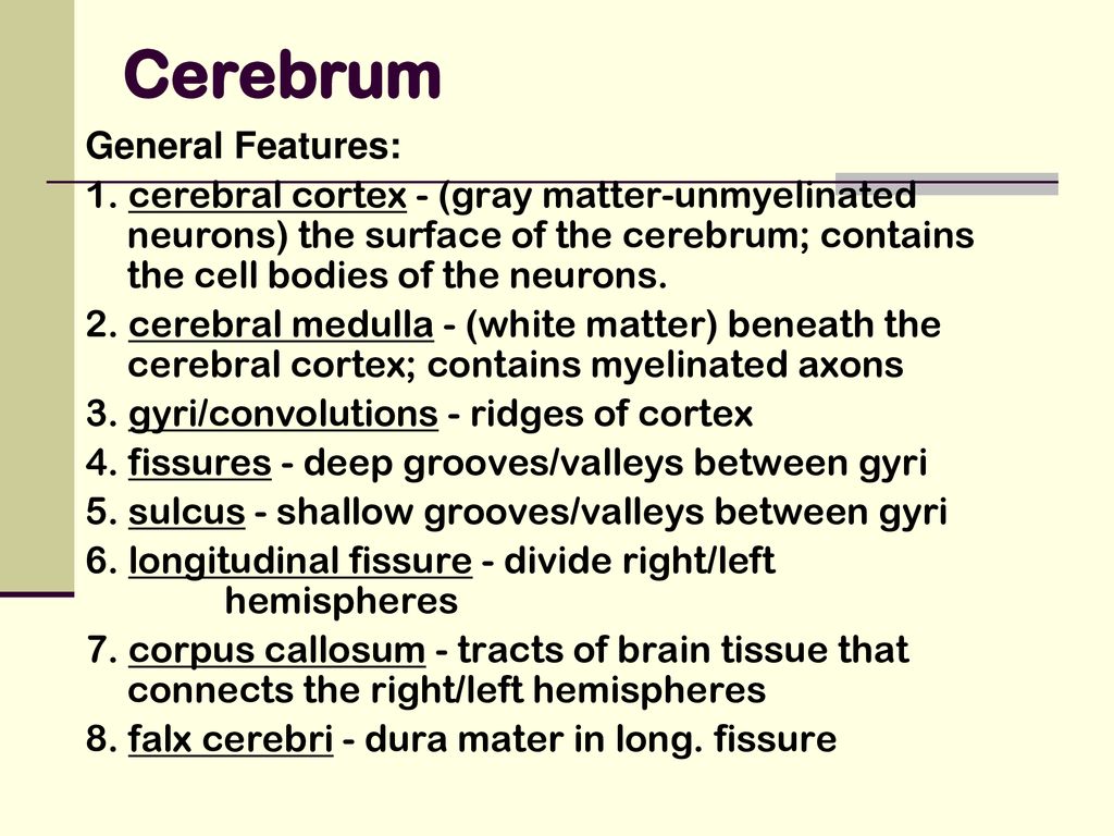 Divisions of the Nervous System - ppt download