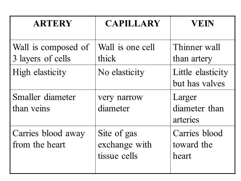 arteries veins and capillaries comparison