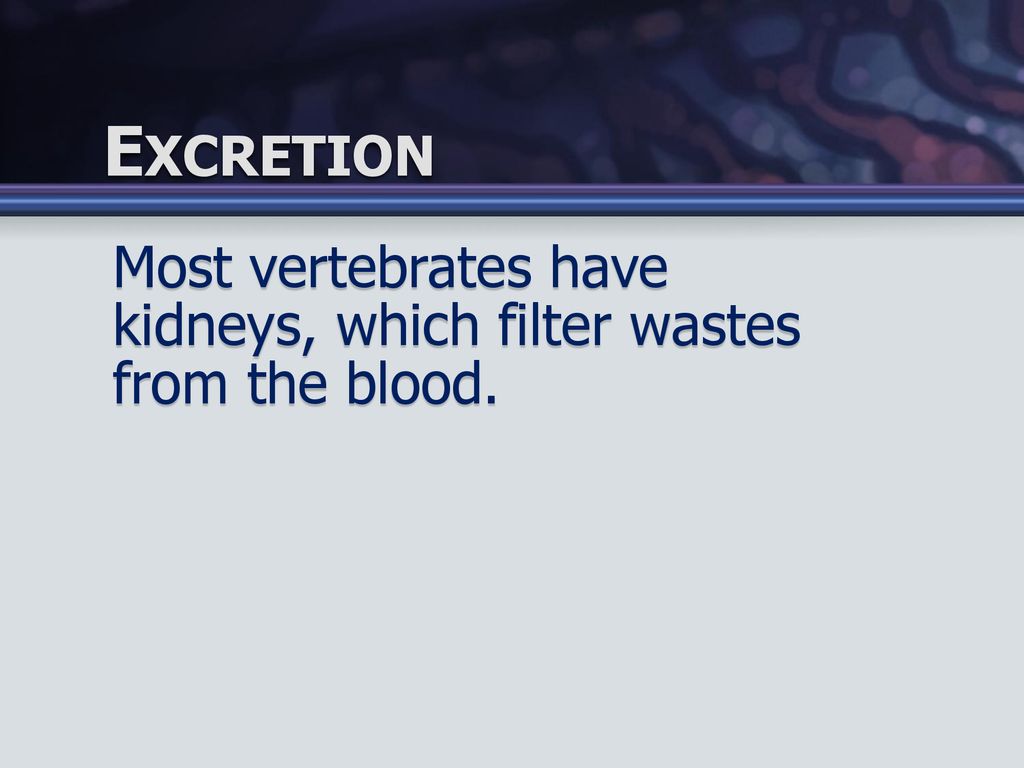 Excretion Most vertebrates have kidneys, which filter wastes from the blood.