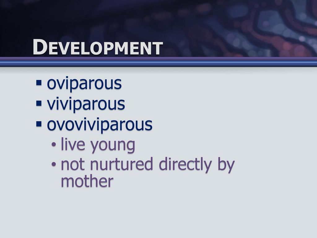 Development oviparous viviparous ovoviviparous live young