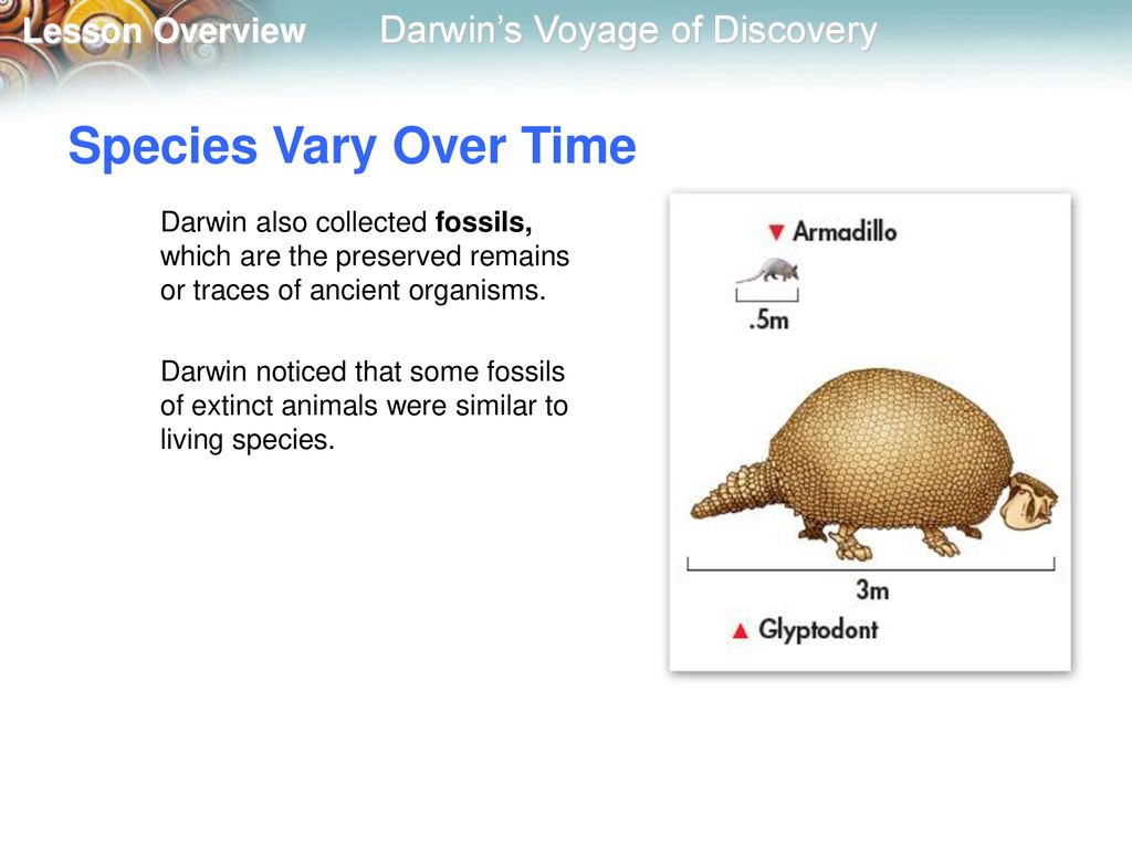 Species Vary Over Time Darwin also collected fossils, which are the preserved remains or traces of ancient organisms.