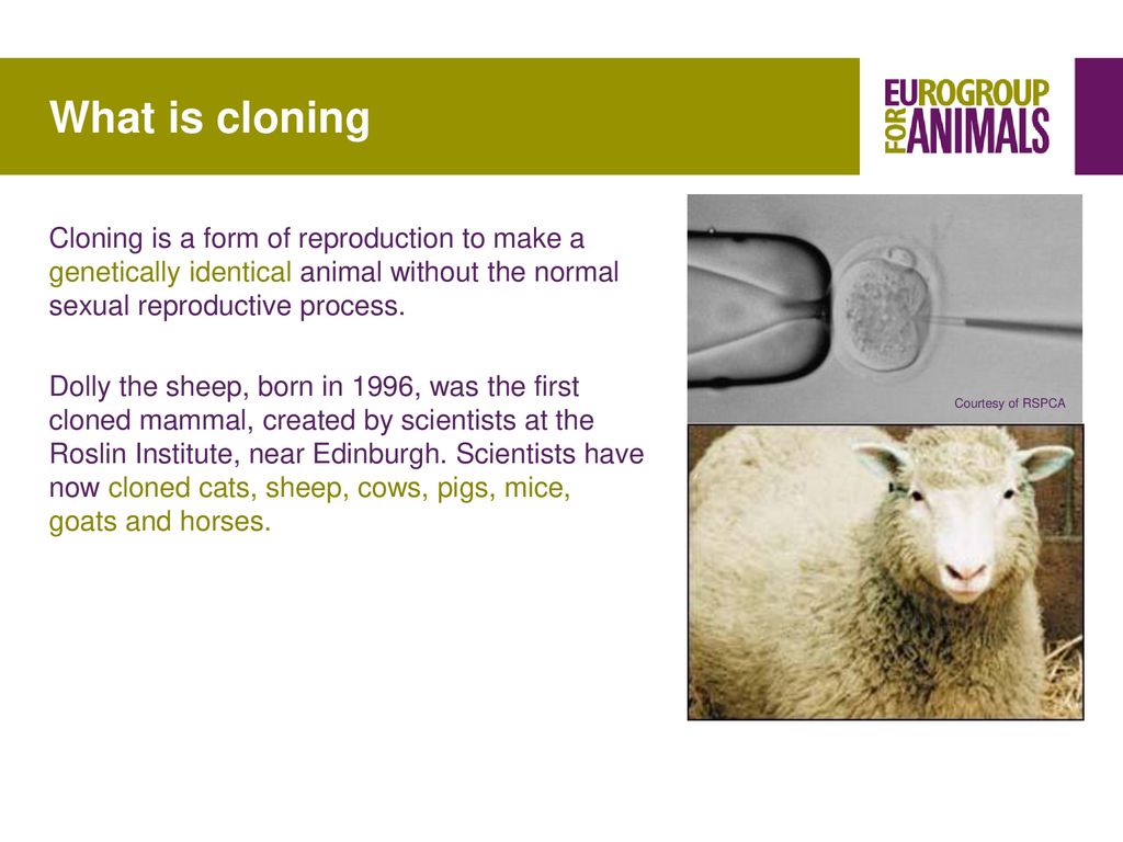 remains a concern for animal welfare - ppt download
