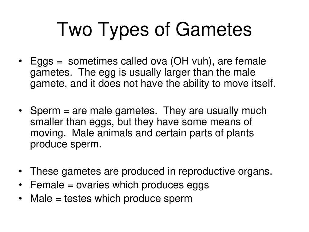 Chapter 20 Section 1 Meiosis, Gametes, and Fertilization - ppt download