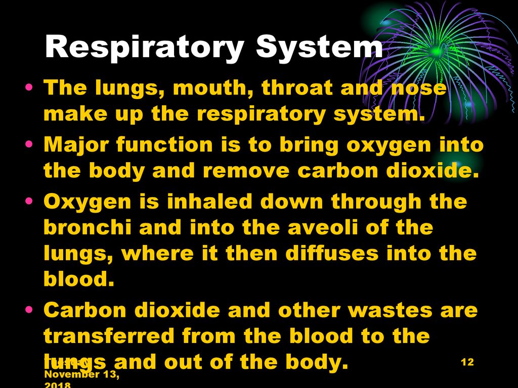Respiratory System The lungs, mouth, throat and nose make up the respiratory system.