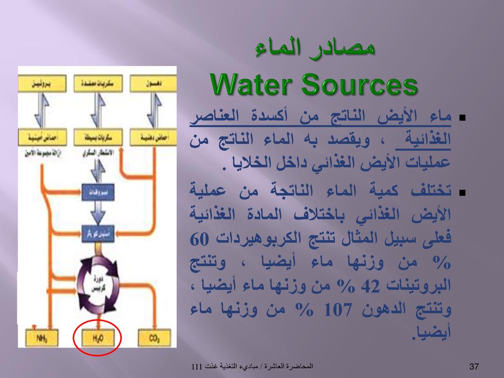 من مصادر الماء للجسم الماء الناتج عن احتراق الغذاء داخل الجسم