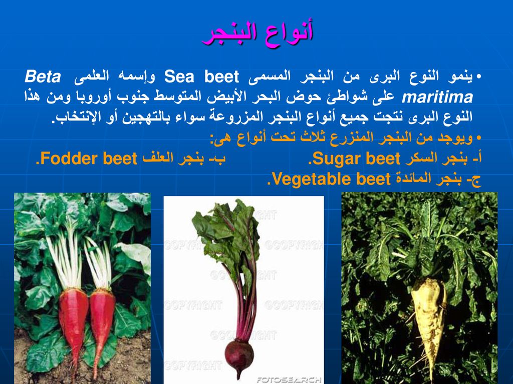 بنــجر الســـــكر الفصل الثالث Sugar beet Beta vulgaris, L. - ppt download