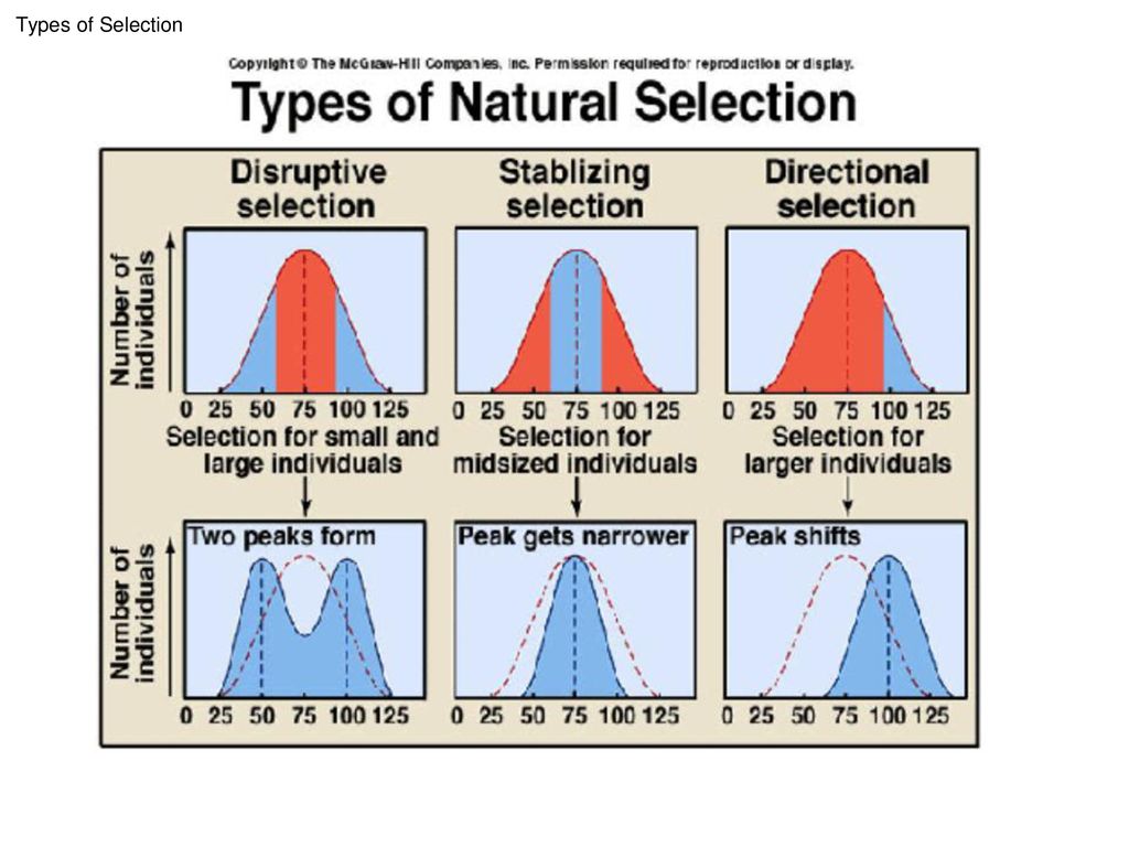 Types of natural. Type of natural selection. Disruptive selection. Disruptive selection examples. Process of natural selection.