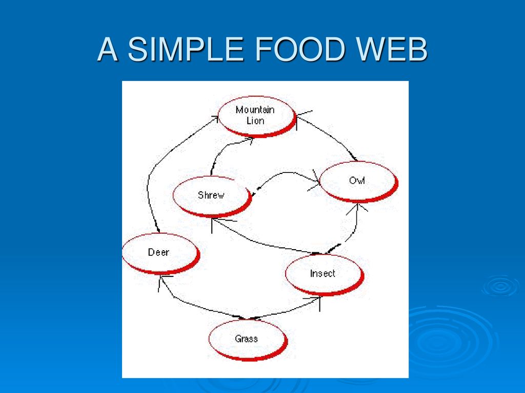 A SIMPLE FOOD WEB