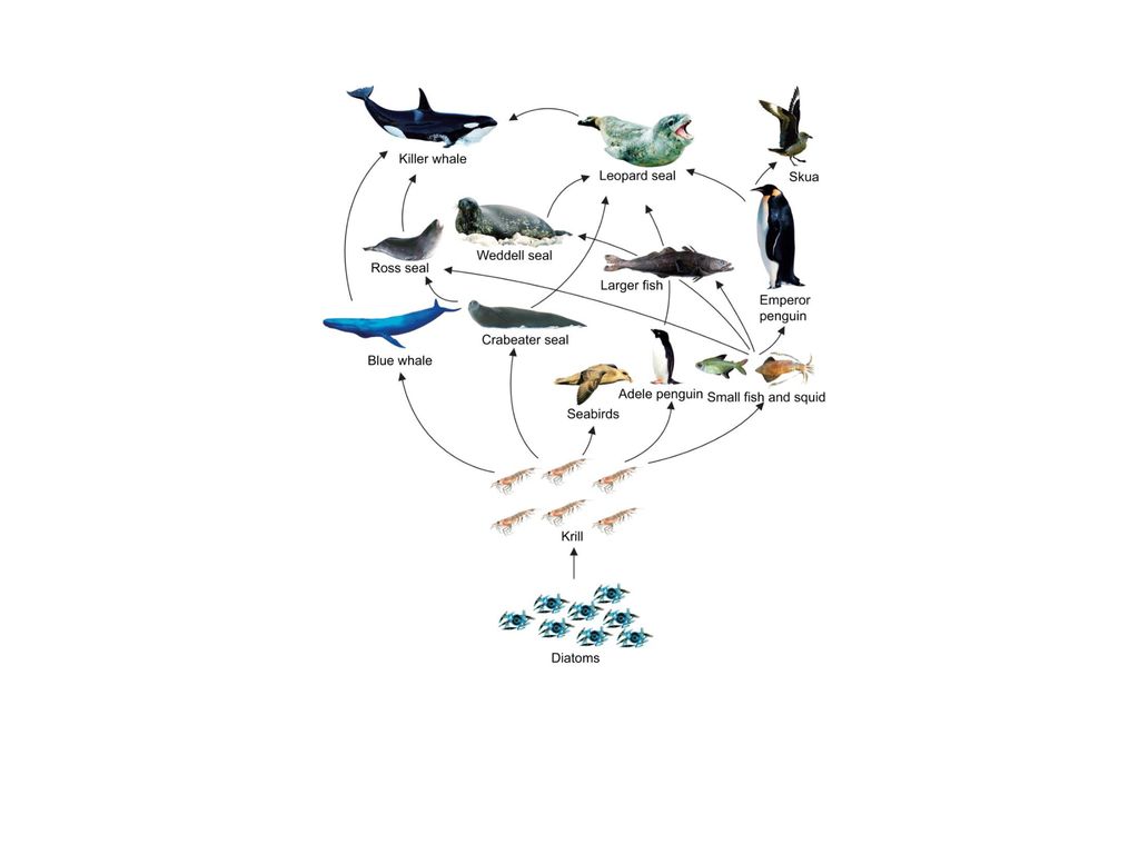 CH05: Ecosystem Change. Biology Diagrams