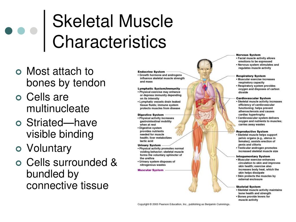 The Muscular System Chapters 9 Ppt Download