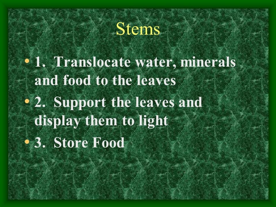 Stems 1. Translocate water, minerals and food to the leaves