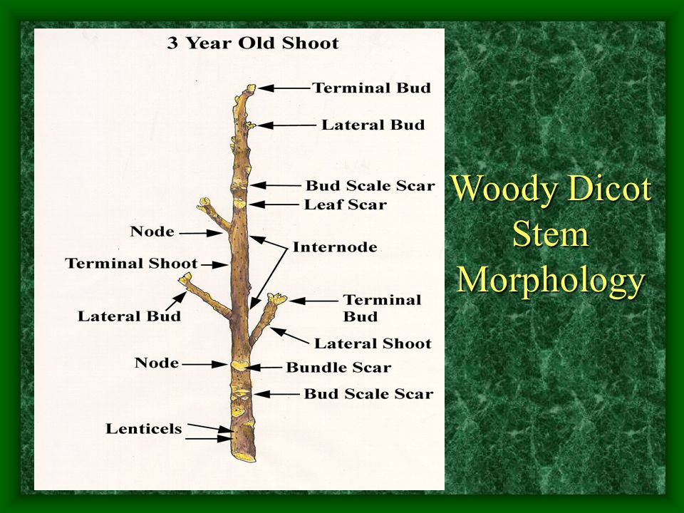 Woody Dicot Stem Morphology