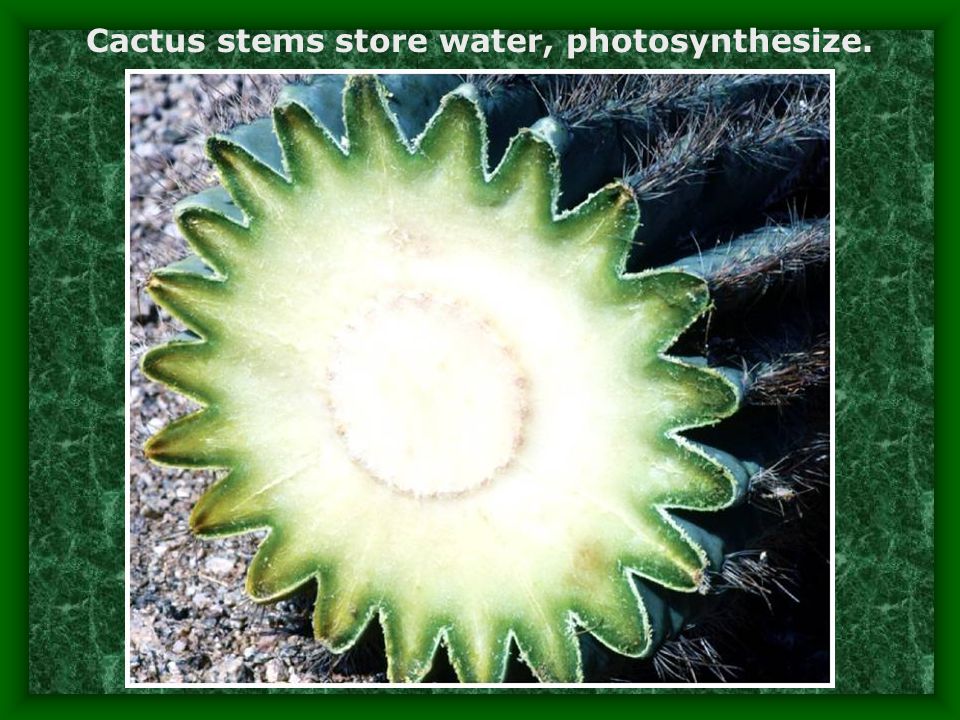 Cactus stems store water, photosynthesize.