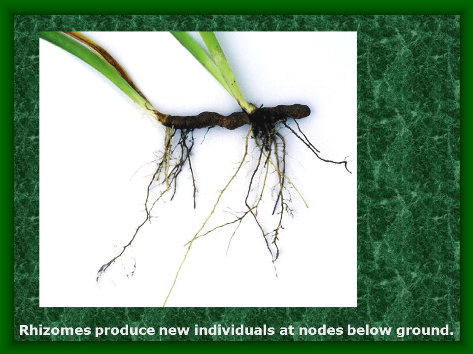 Rhizomes produce new individuals at nodes below ground.