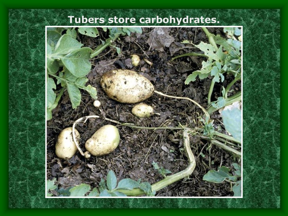 Tubers store carbohydrates.