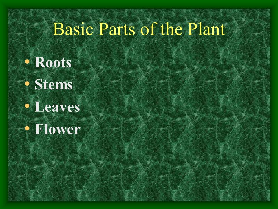 Basic Parts of the Plant
