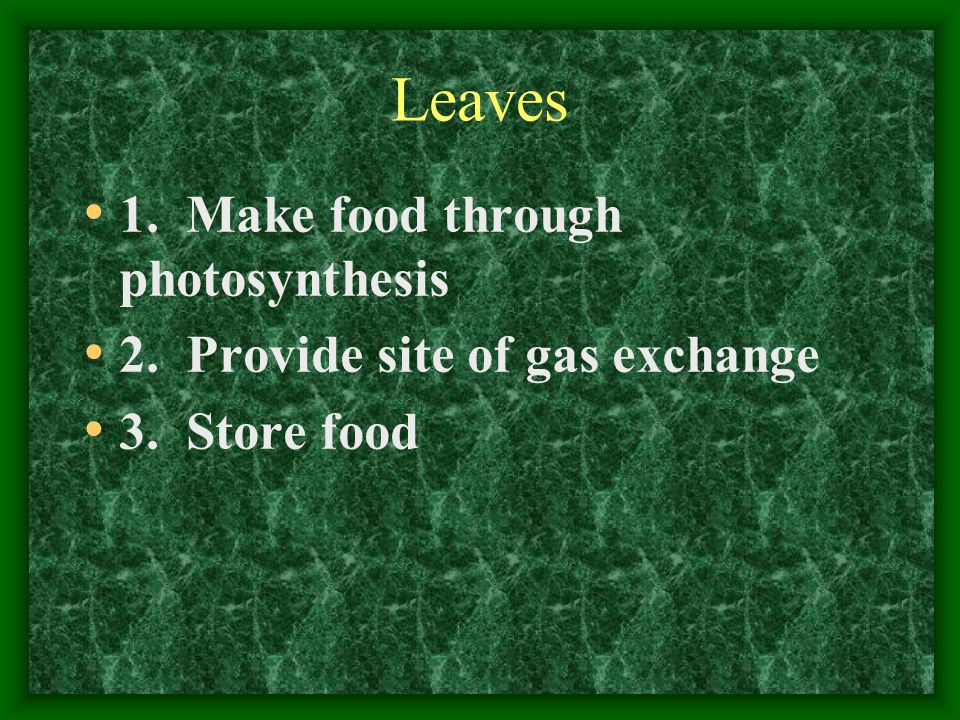 Leaves 1. Make food through photosynthesis
