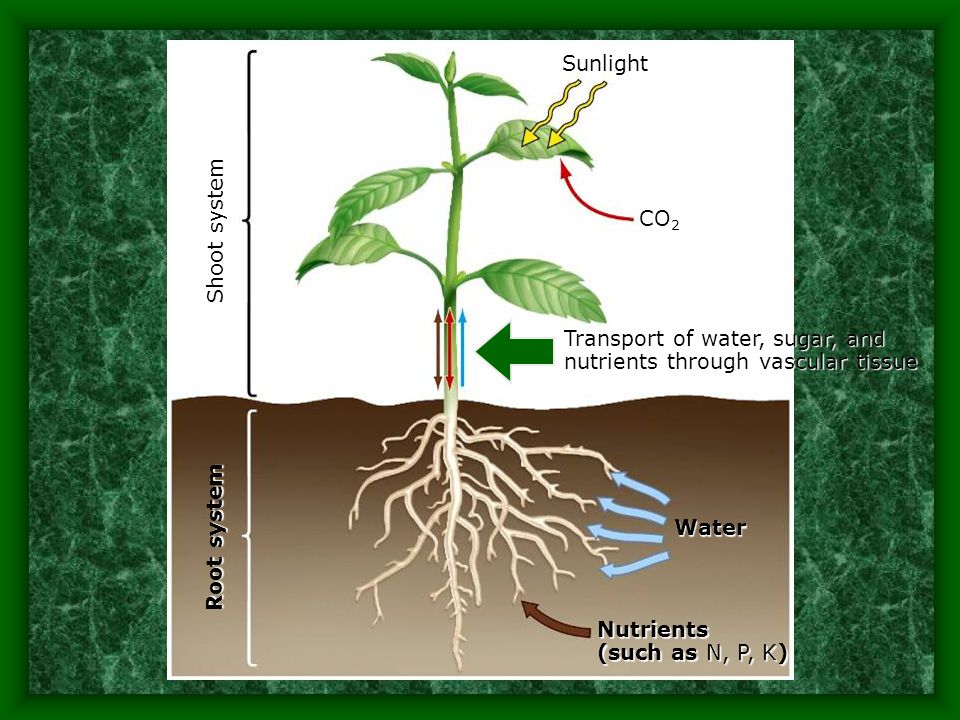 Sunlight Shoot system. CO2. Transport of water, sugar, and nutrients through vascular tissue. Root system.