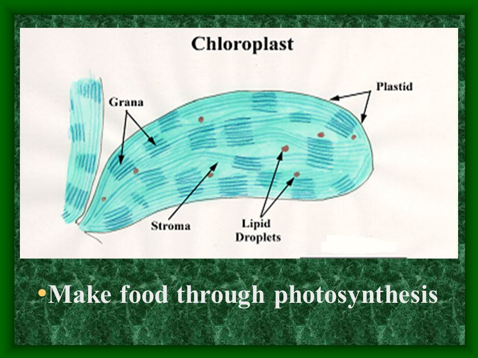 Make food through photosynthesis
