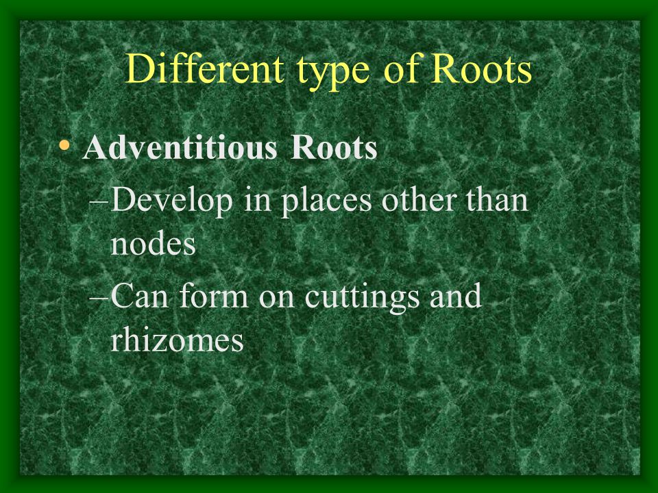 Different type of Roots