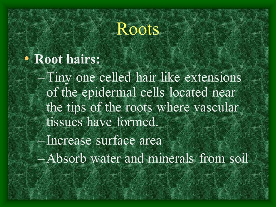 Roots Root hairs: Tiny one celled hair like extensions of the epidermal cells located near the tips of the roots where vascular tissues have formed.