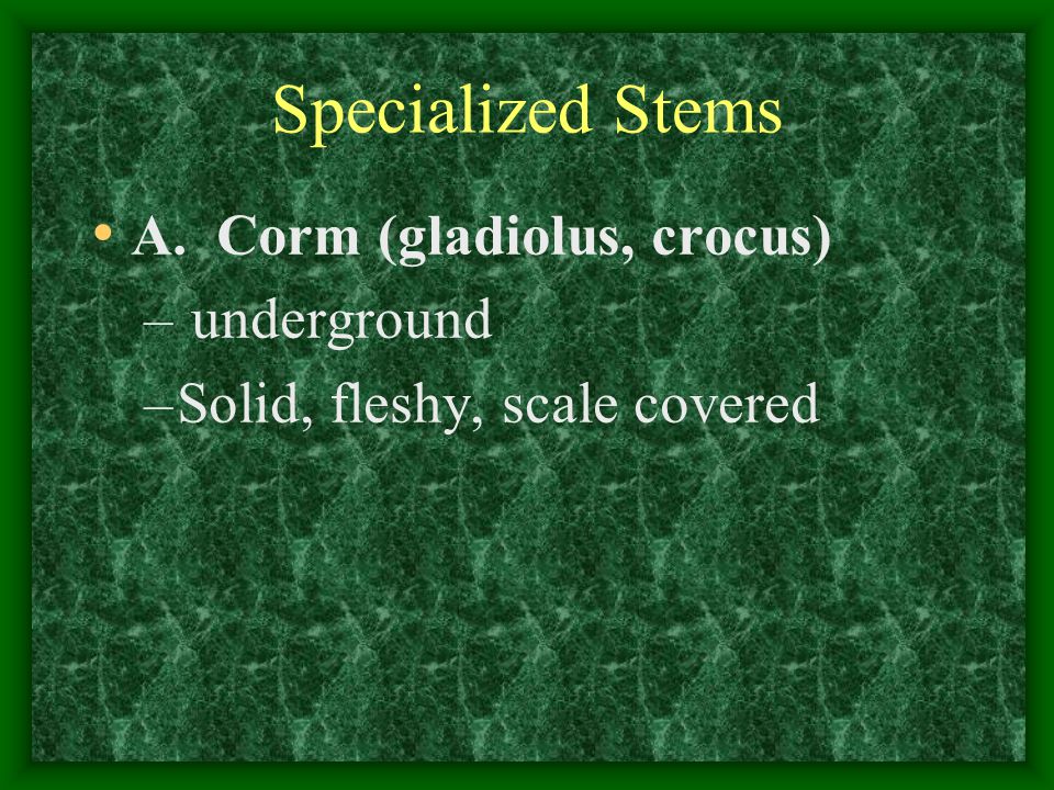 Specialized Stems A. Corm (gladiolus, crocus) underground