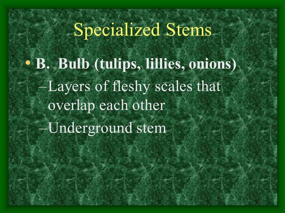 Specialized Stems B. Bulb (tulips, lillies, onions)