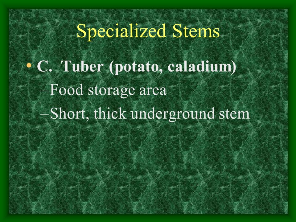 Specialized Stems C. Tuber (potato, caladium) Food storage area