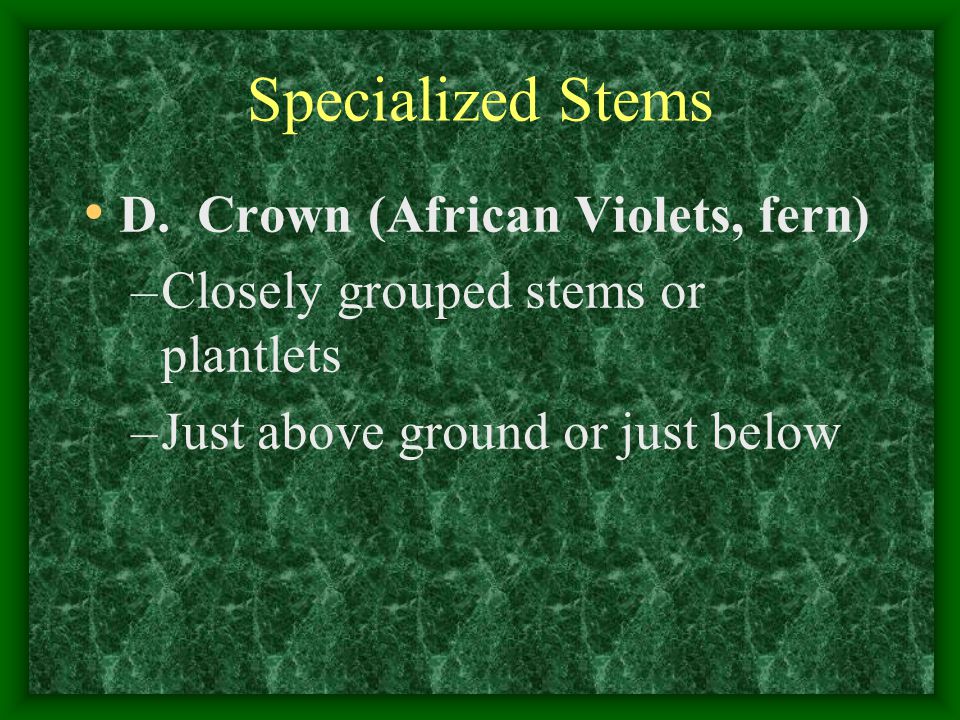 Specialized Stems D. Crown (African Violets, fern)