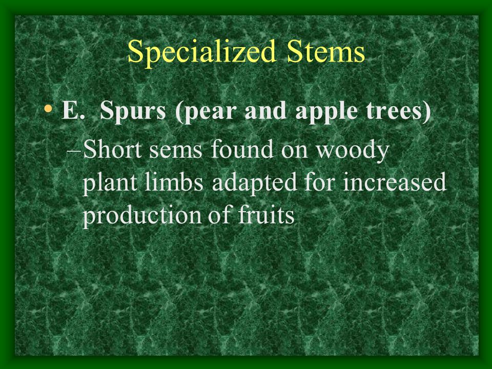 Specialized Stems E. Spurs (pear and apple trees)