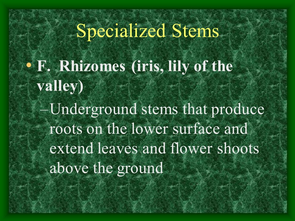 Specialized Stems F. Rhizomes (iris, lily of the valley)