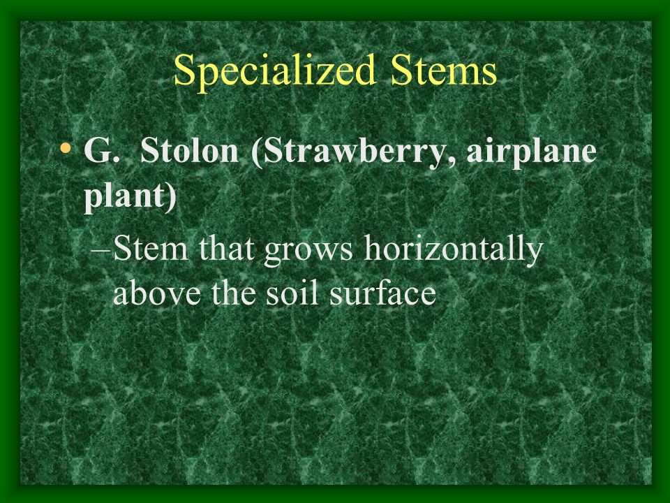 Specialized Stems G. Stolon (Strawberry, airplane plant)