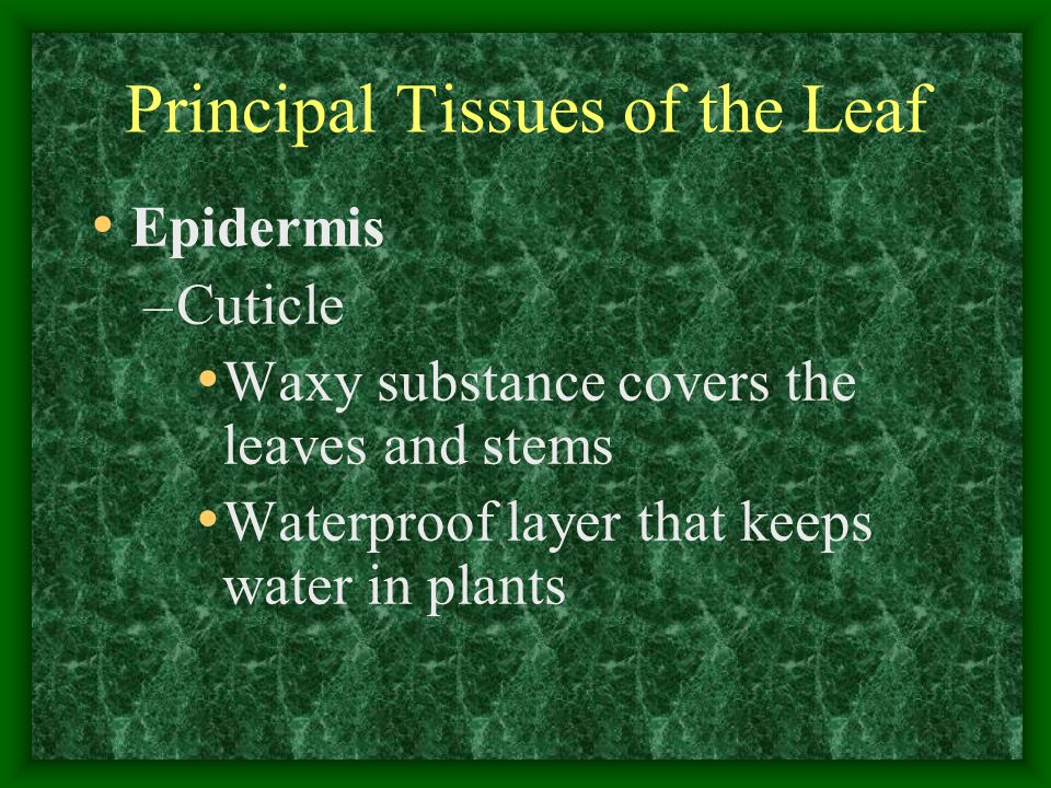 Principal Tissues of the Leaf