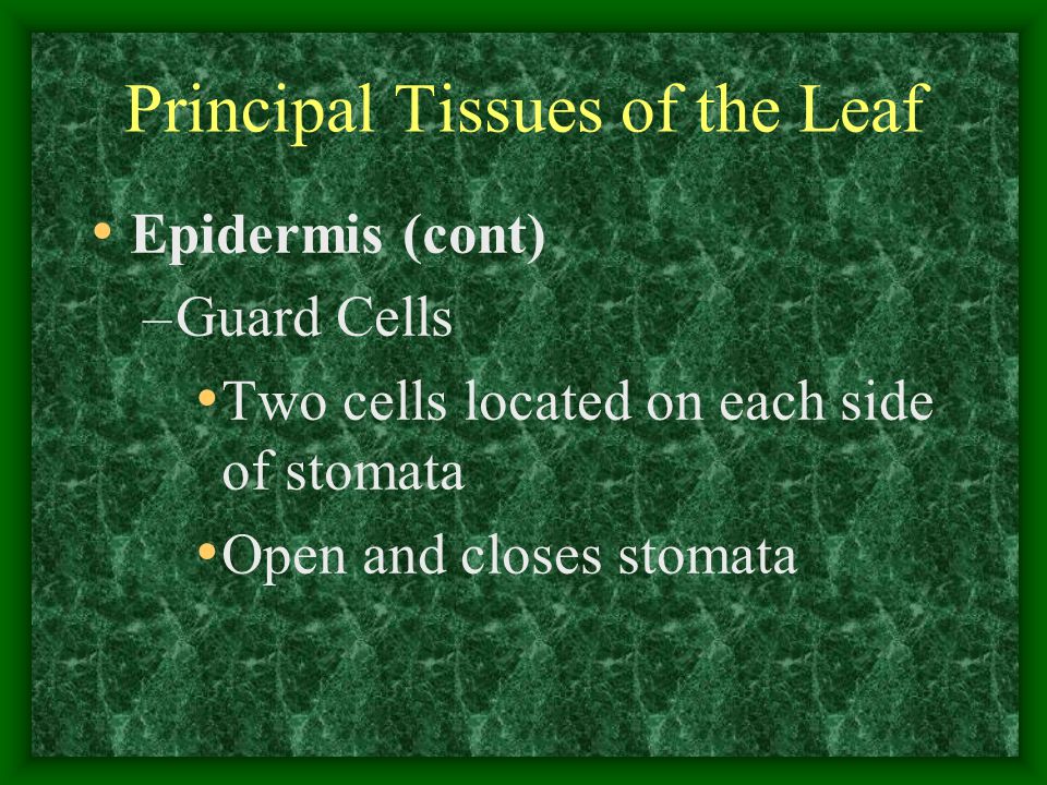 Principal Tissues of the Leaf