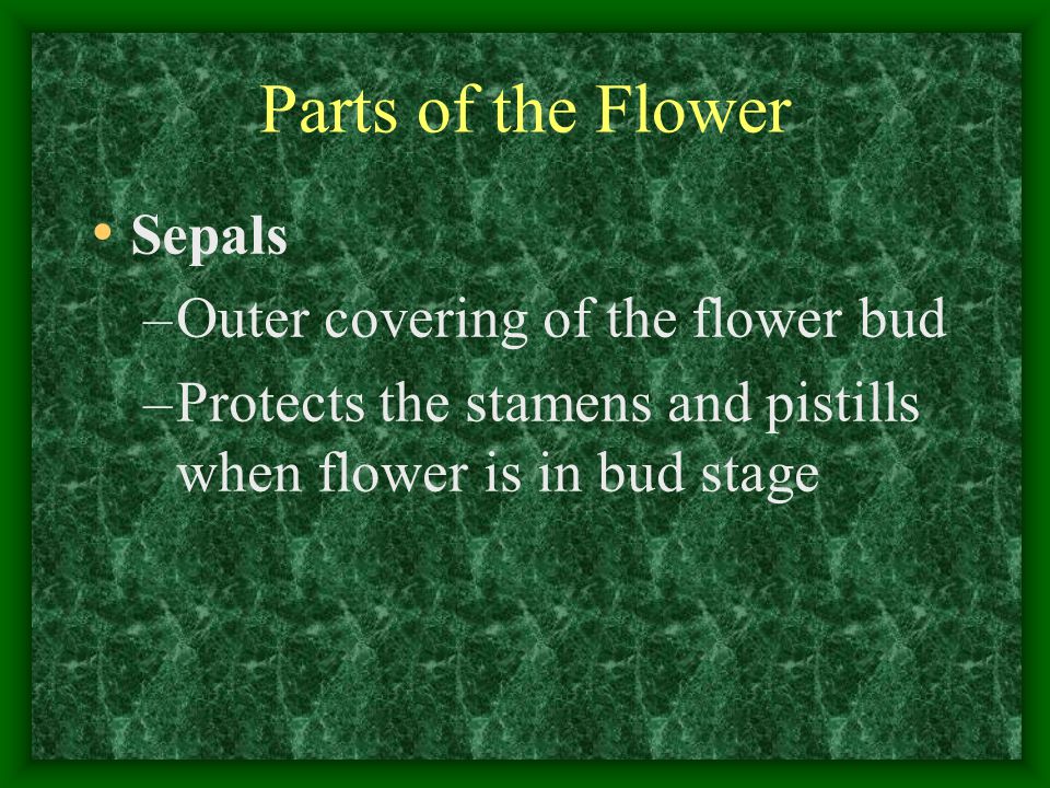 Parts of the Flower Sepals Outer covering of the flower bud