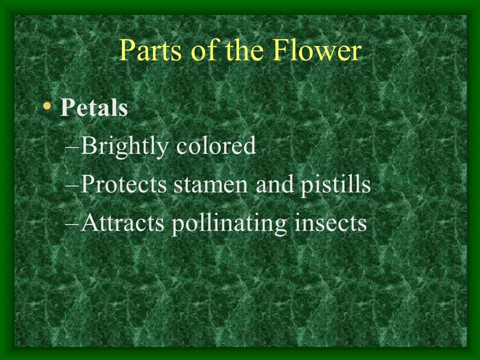 Parts of the Flower Petals Brightly colored