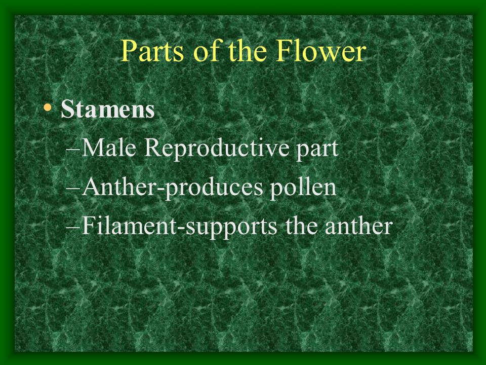 Parts of the Flower Stamens Male Reproductive part