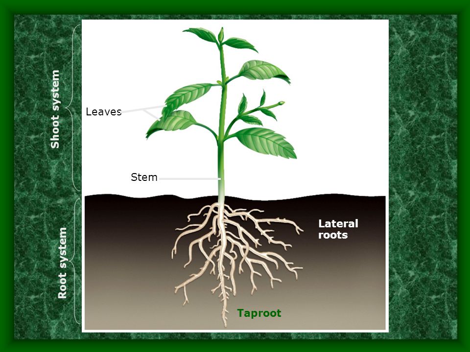 Shoot system Leaves Stem Lateral roots Root system Taproot