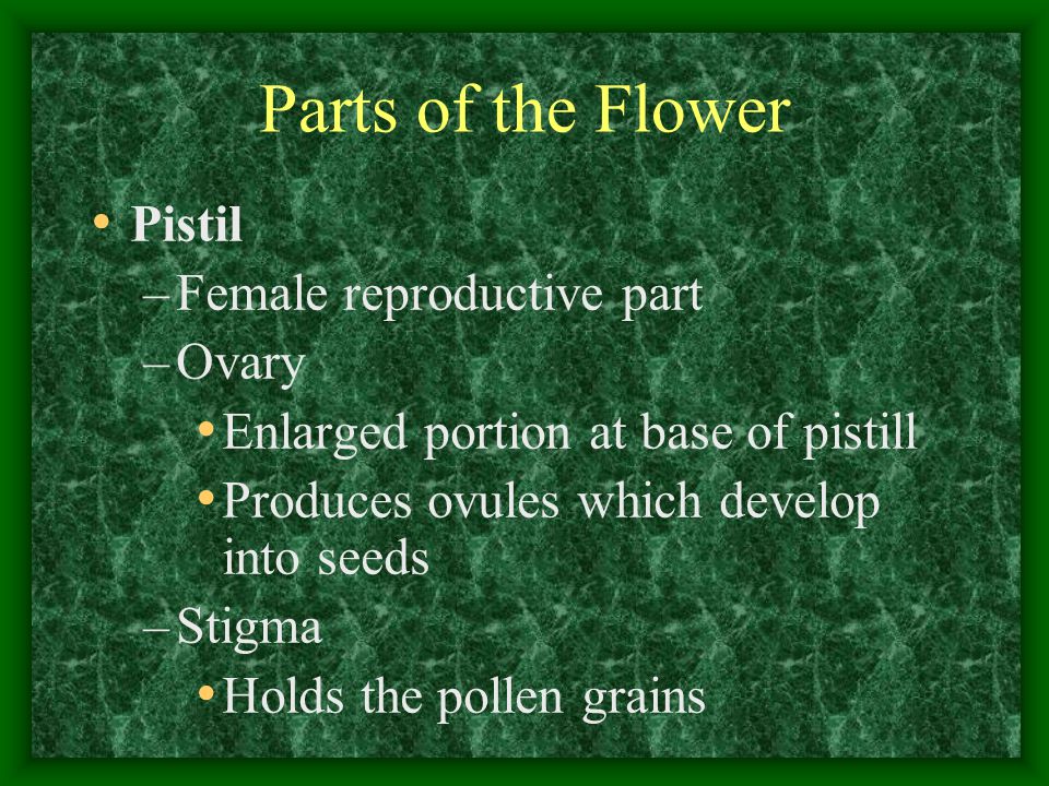 Parts of the Flower Pistil Female reproductive part Ovary