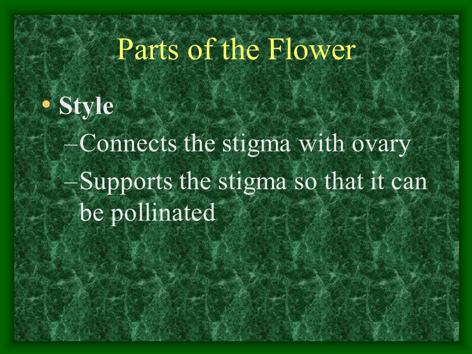 Parts of the Flower Style Connects the stigma with ovary